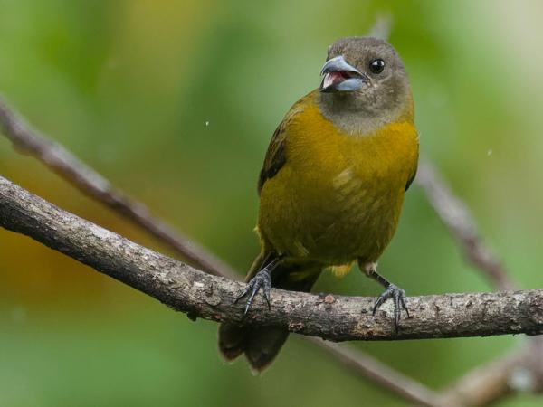 <h3><a href="/trips/costa-rica/biota/animalia/chordata/aves/040 passeriformes/127 thraupidae/ramphocelus passerinii/ramphocelus passerinii-nl.html">Ramphocelus&nbsp;passerinii</a> / Passerini's&nbsp;tanager / Roodrugtangare</h3>OM-1 Mark II met M.300mm F4.0 + MC-14, 1/2000 sec  bij F5.6, ISO 8000, afstand 12.0&nbsp;m